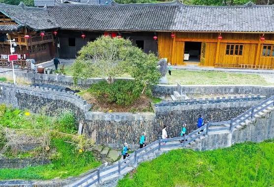 保靖黃金茶春茶開(kāi)采季敬茶