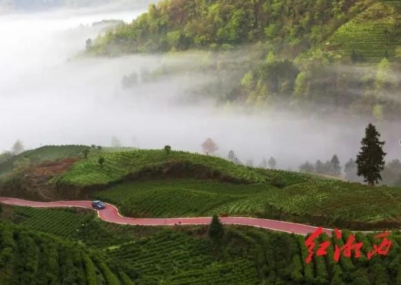 2025保靖黃金茶春茶第一采